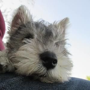 Meet your Posher, Ida